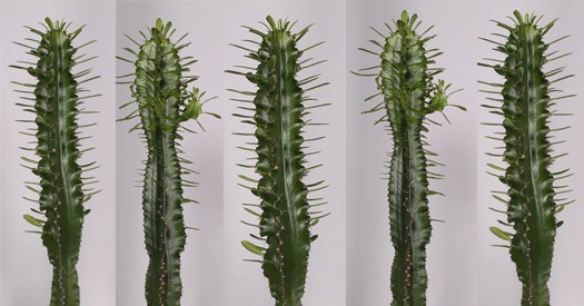 Euphorbia Ingens Eritrea aanbod