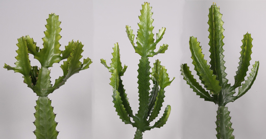 Euphorbia candelabrum cactus