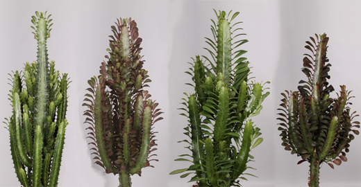 Euphorbia trigona aanbod