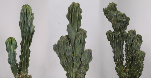 Cereus monstuosus cactussen